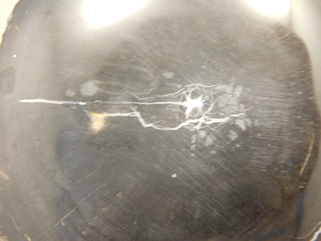 Petrified Wood Polished Round Rock  Circle Cliffs Utah #O141-2