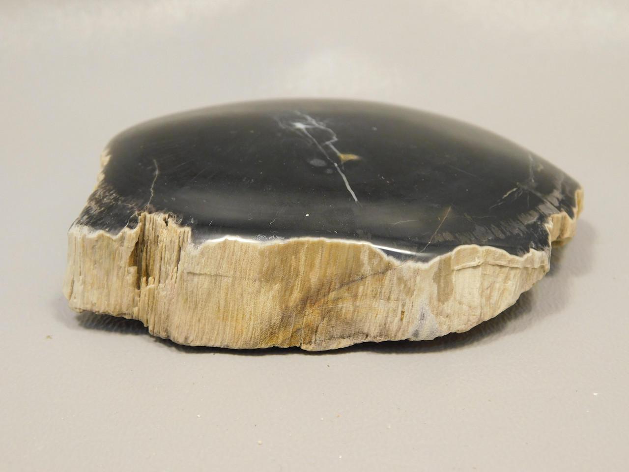 Petrified Wood Polished Round Rock  Circle Cliffs Utah #O141-2