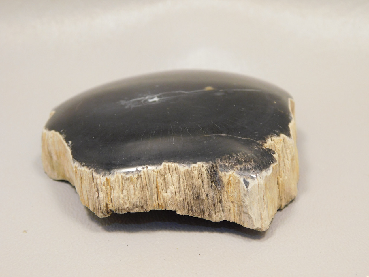 Petrified Wood Polished Round Rock  Circle Cliffs Utah #O141-2