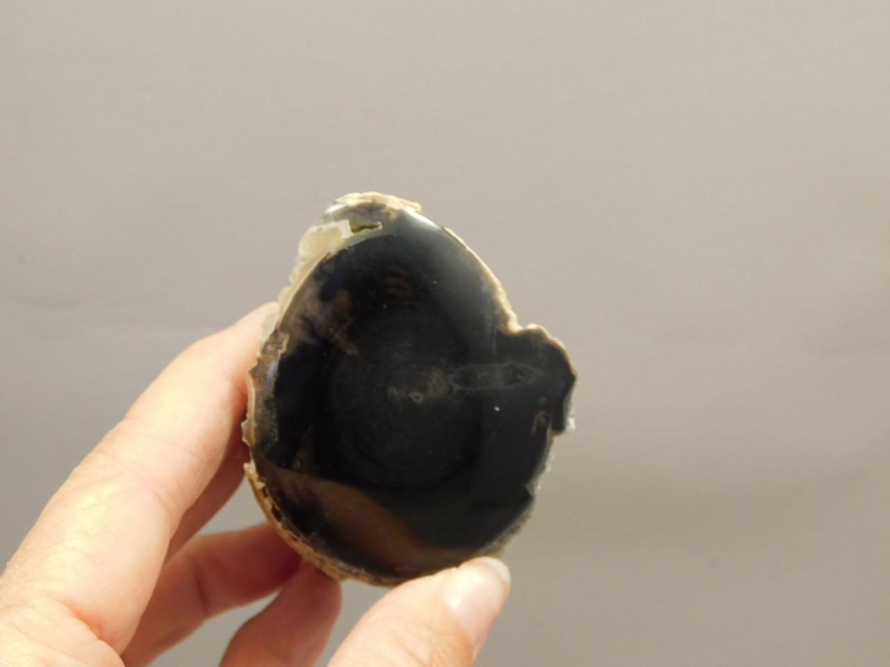 Petrified Wood Polished Limb Eden Valley Wyoming #OEVO1