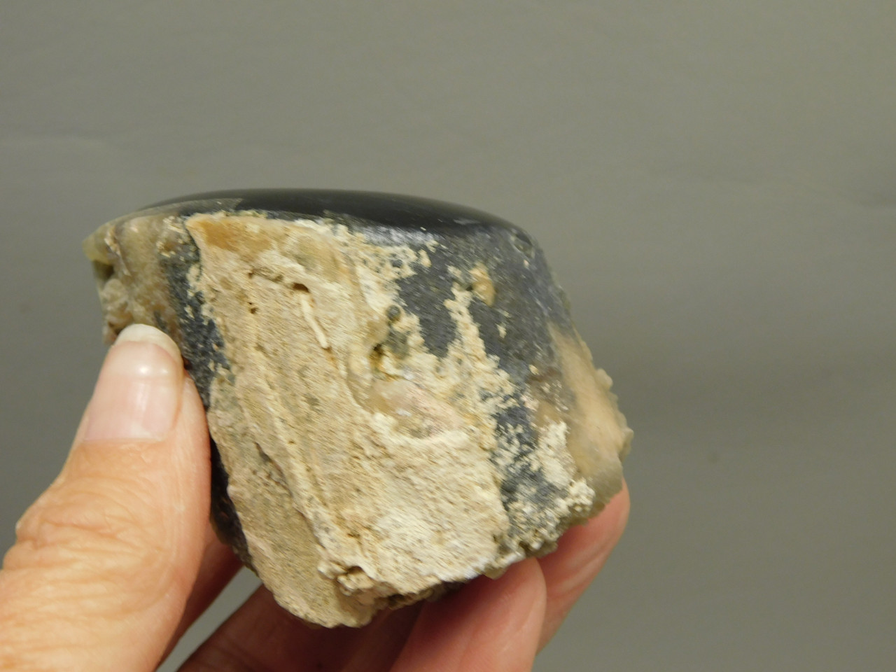 Petrified Wood Polished Limb Eden Valley Wyoming #OEVO1