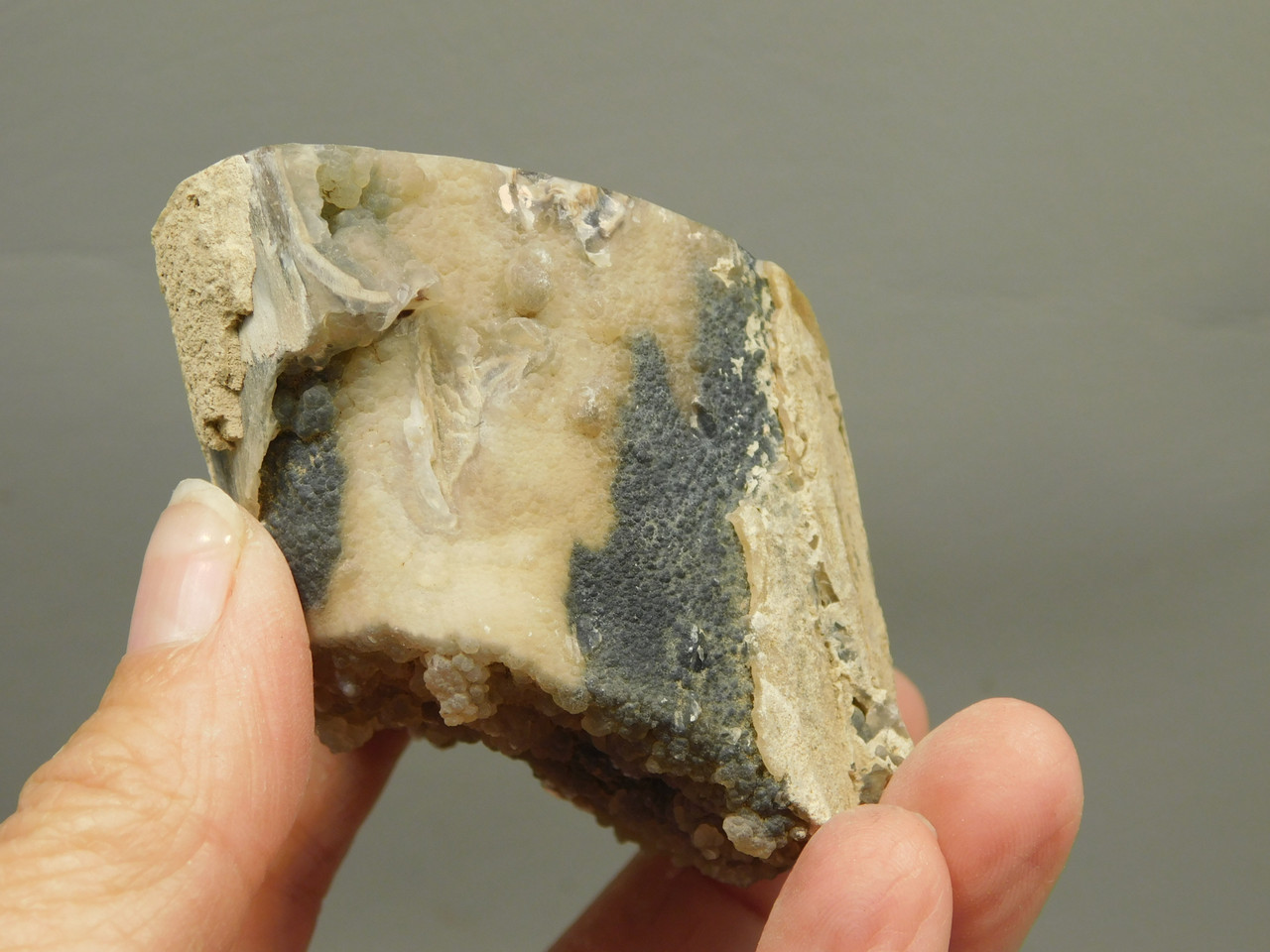 Petrified Wood Polished Limb Eden Valley Wyoming #OEVO1