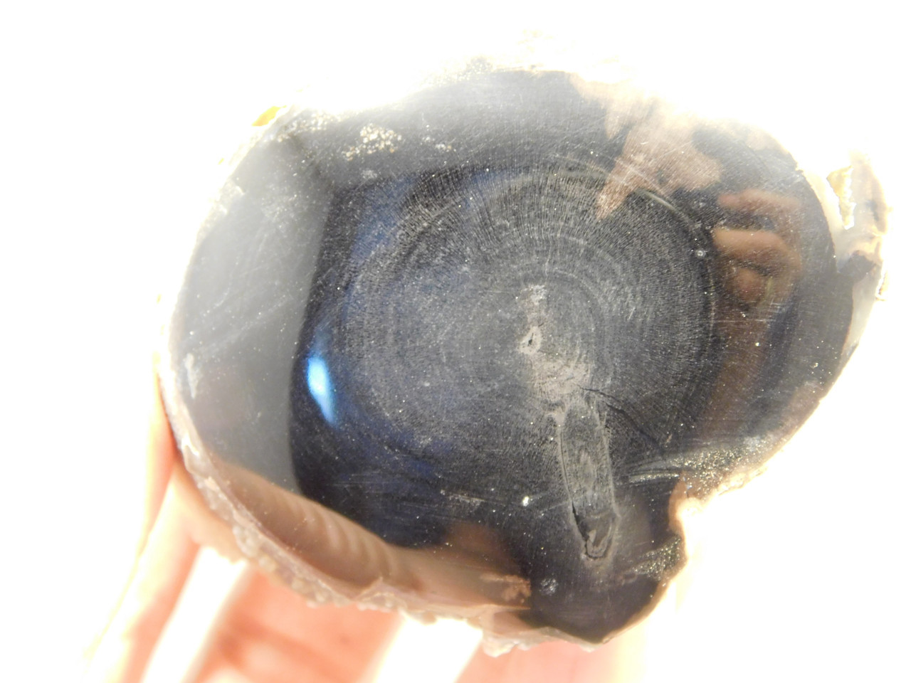 Petrified Wood Polished Limb Eden Valley Wyoming #OEVO1