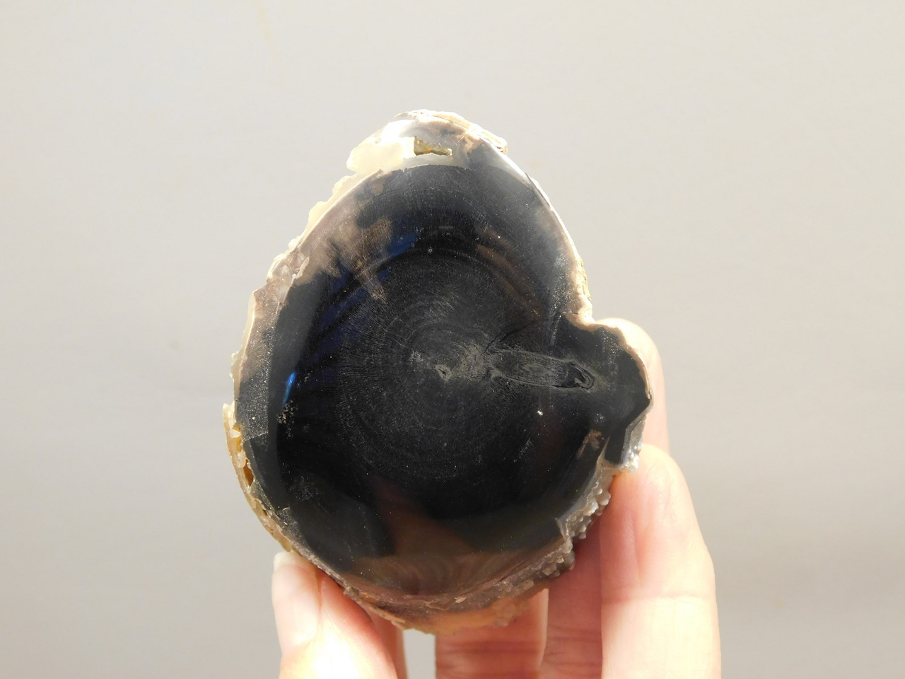 Petrified Wood Polished Limb Eden Valley Wyoming #OEVO1