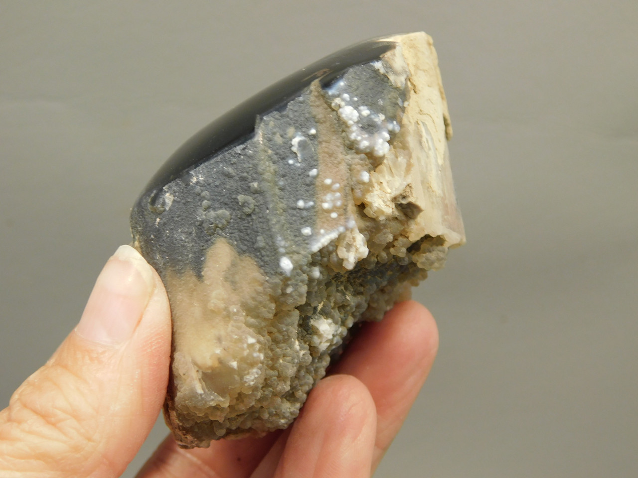 Petrified Wood Polished Limb Eden Valley Wyoming #OEVO1