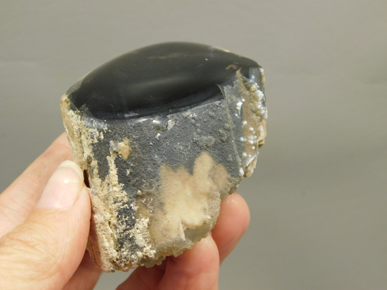 Petrified Wood Polished Limb Eden Valley Wyoming #OEVO1