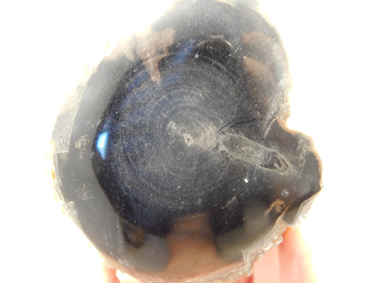 Petrified Wood Polished Limb Eden Valley Wyoming #OEVO1