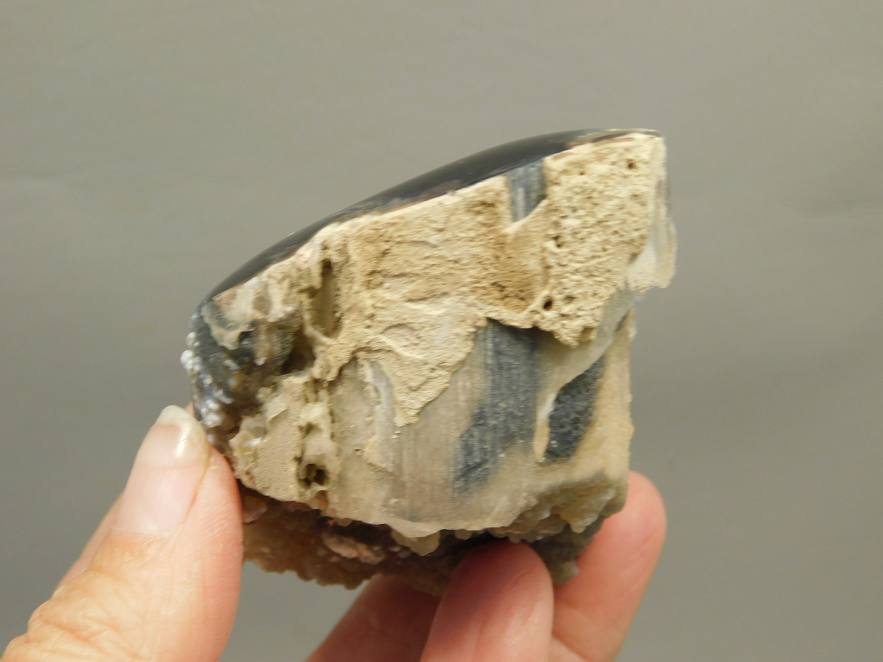 Petrified Wood Polished Limb Eden Valley Wyoming #OEVO1