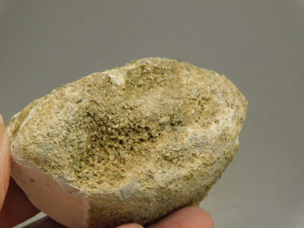 Petrified Wood Polished Limb Black Snake River Idaho #O2