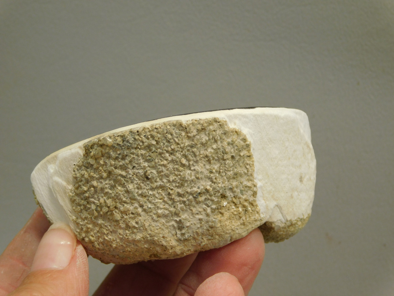 Petrified Wood Polished Limb Black Snake River Idaho #O2