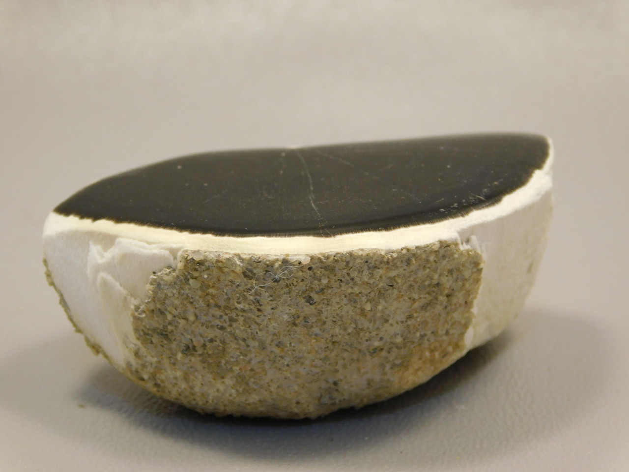 Petrified Wood Polished Limb Black Snake River Idaho #O2