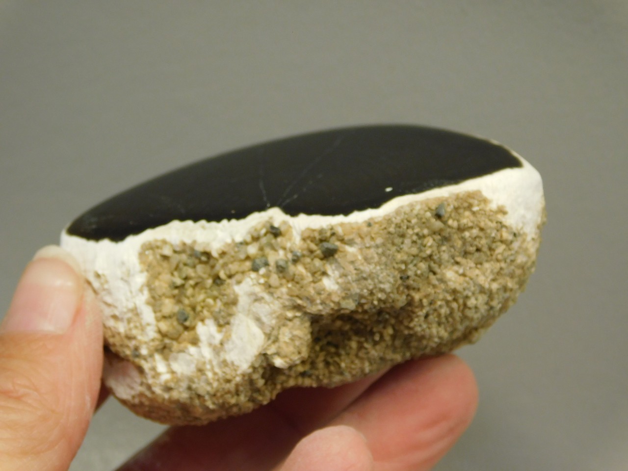 Petrified Wood Polished Limb Black Snake River Idaho #O2