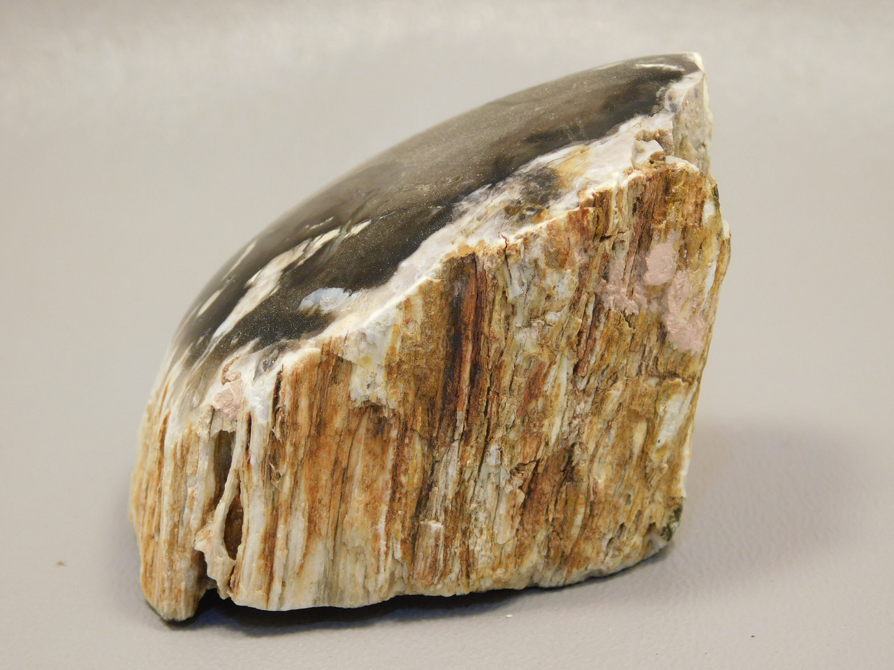 Petrified Wood Polished Limb Bruneau Woodpile Idaho #OBWO1
