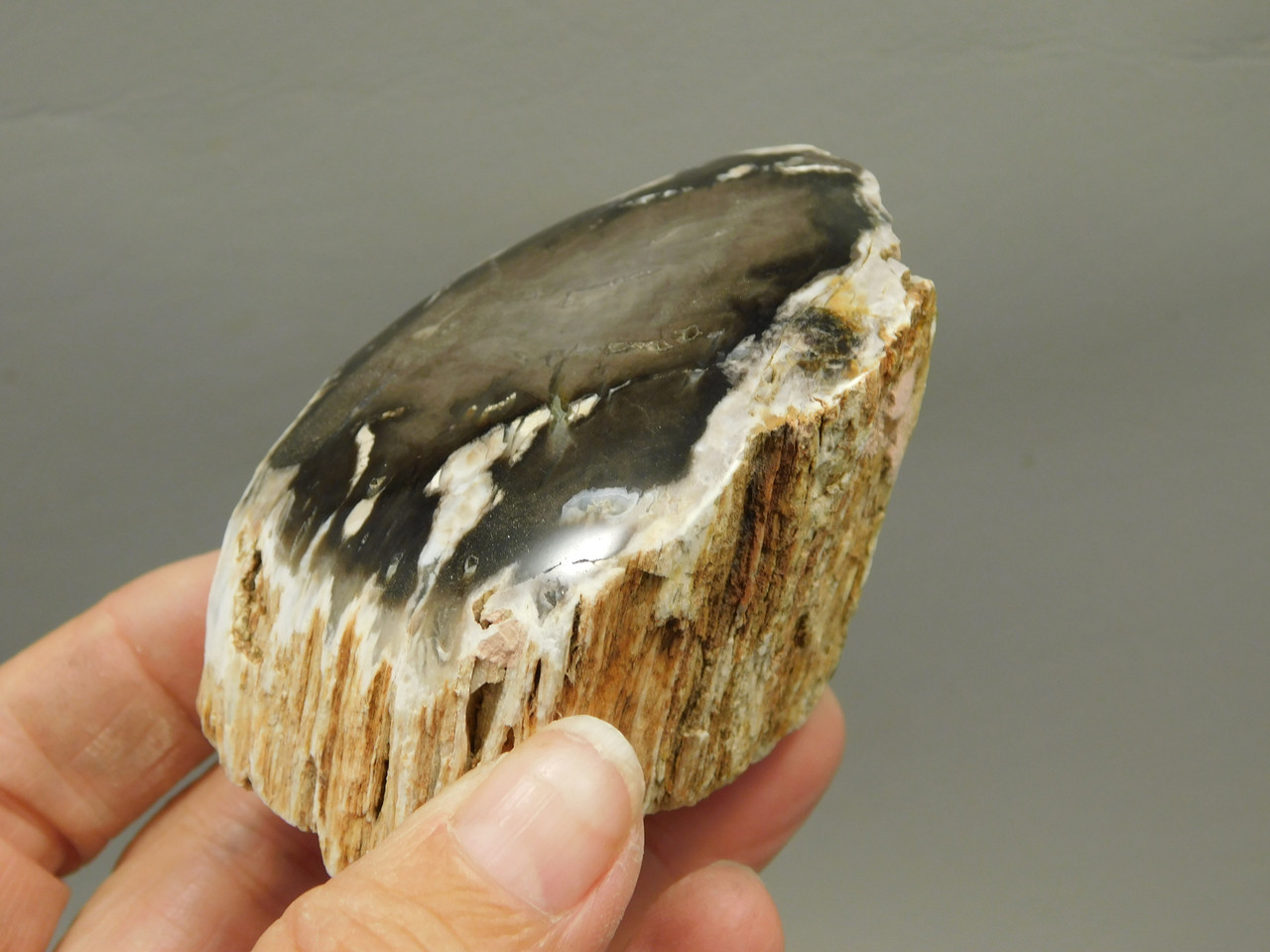 Petrified Wood Polished Limb Bruneau Woodpile Idaho #OBWO1