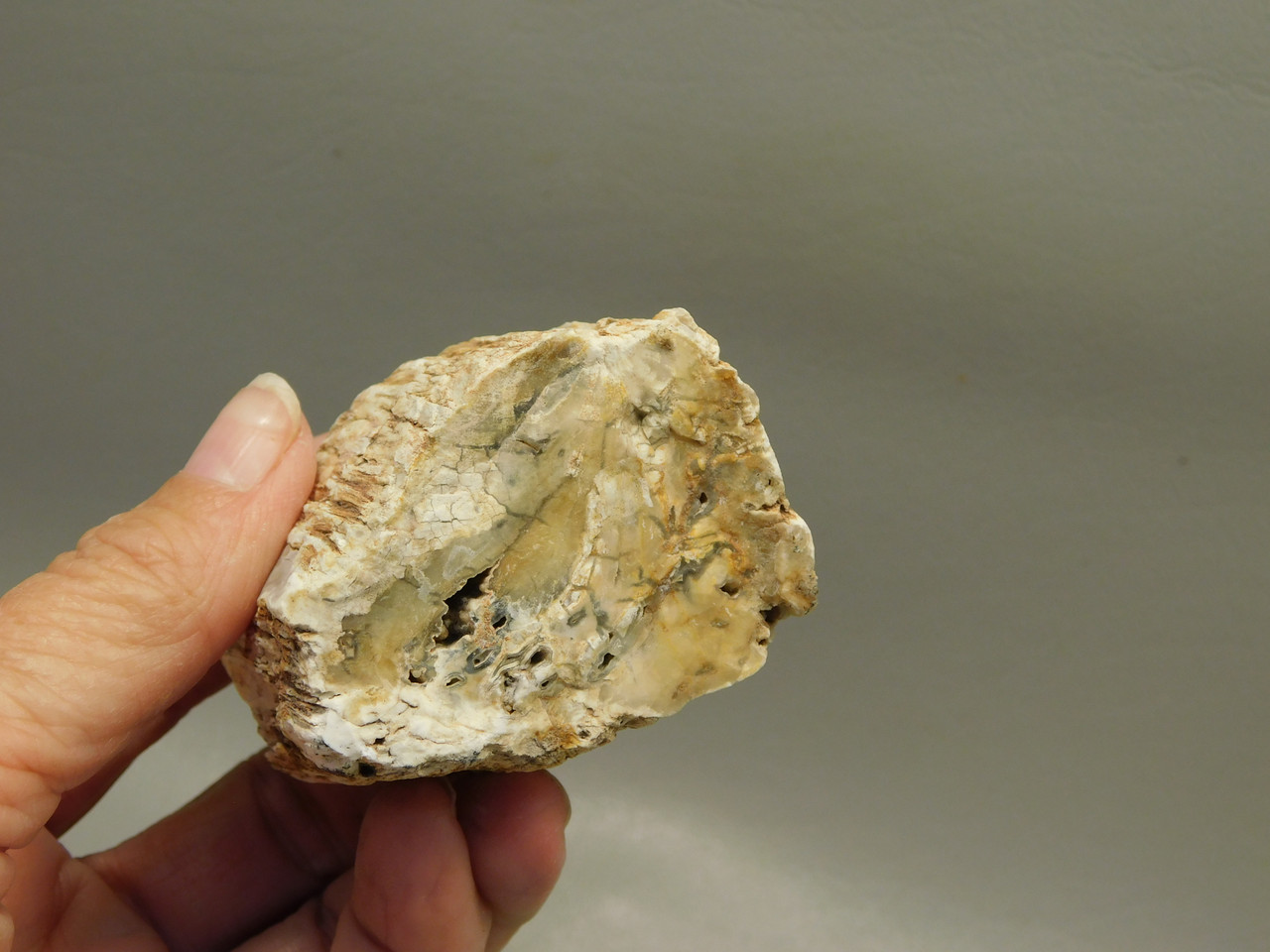 Petrified Wood Polished Limb Bruneau Woodpile Idaho #OBWO1