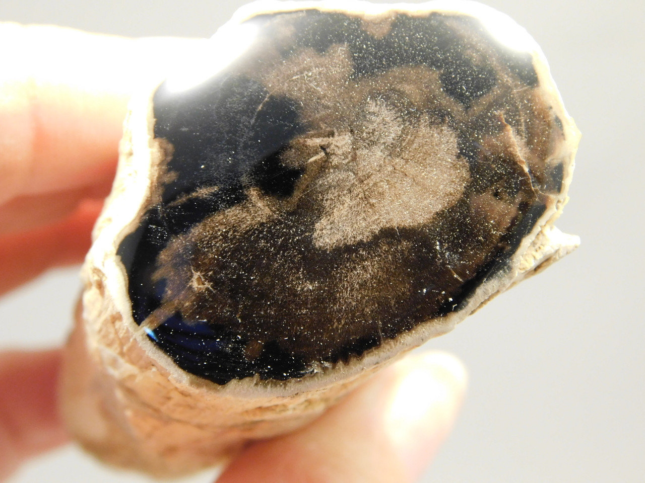 Petrified Wood Polished Limb McDermitt Oregon #OMDO1