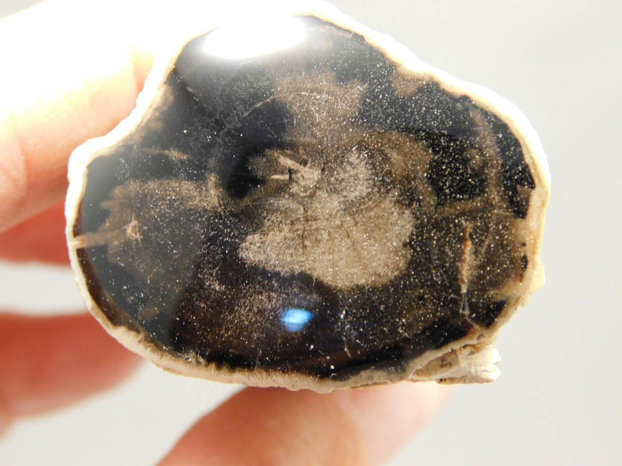 Petrified Wood Polished Limb McDermitt Oregon #OMDO1