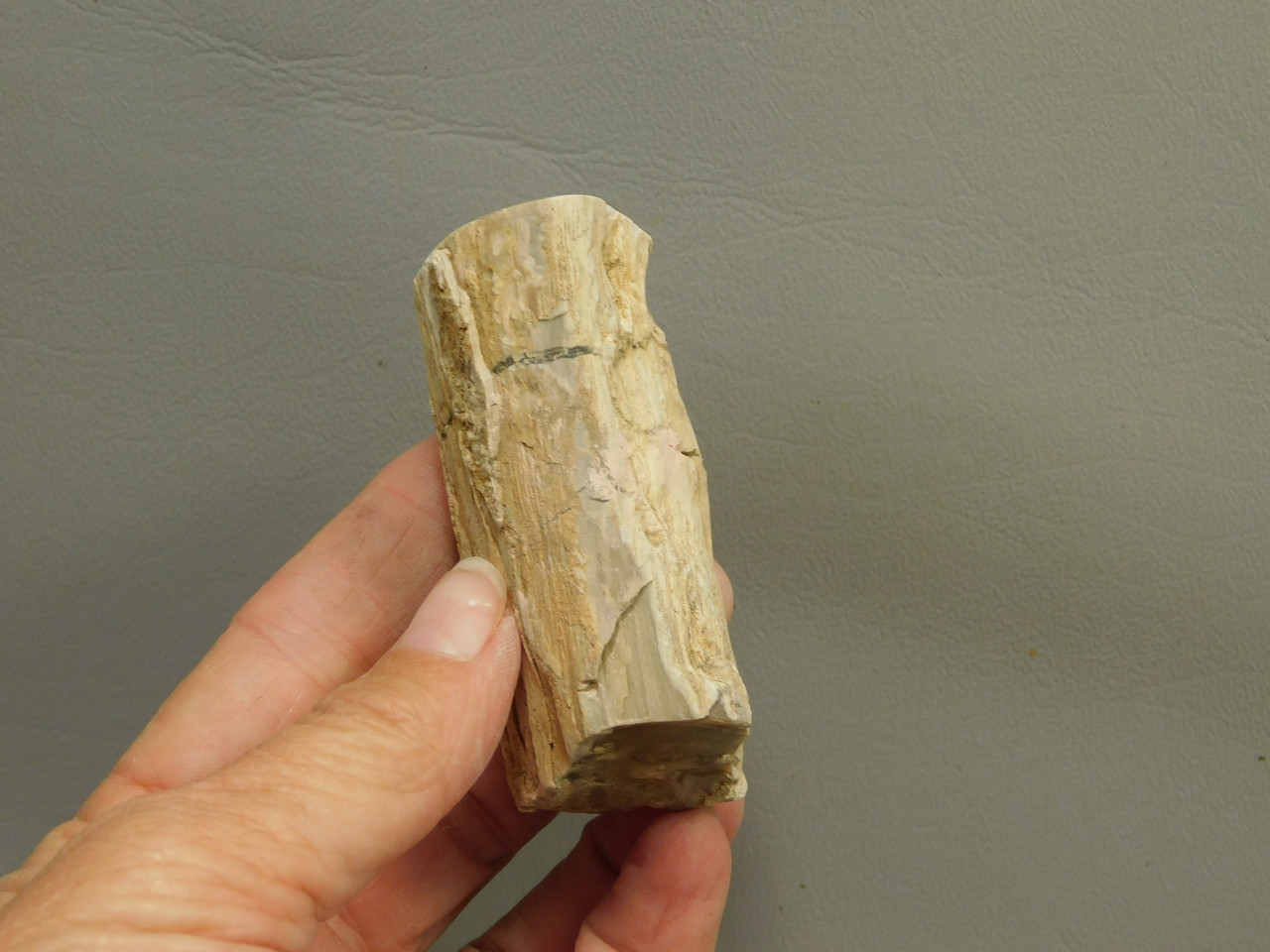 Petrified Wood Polished Limb McDermitt Oregon #OMDO1