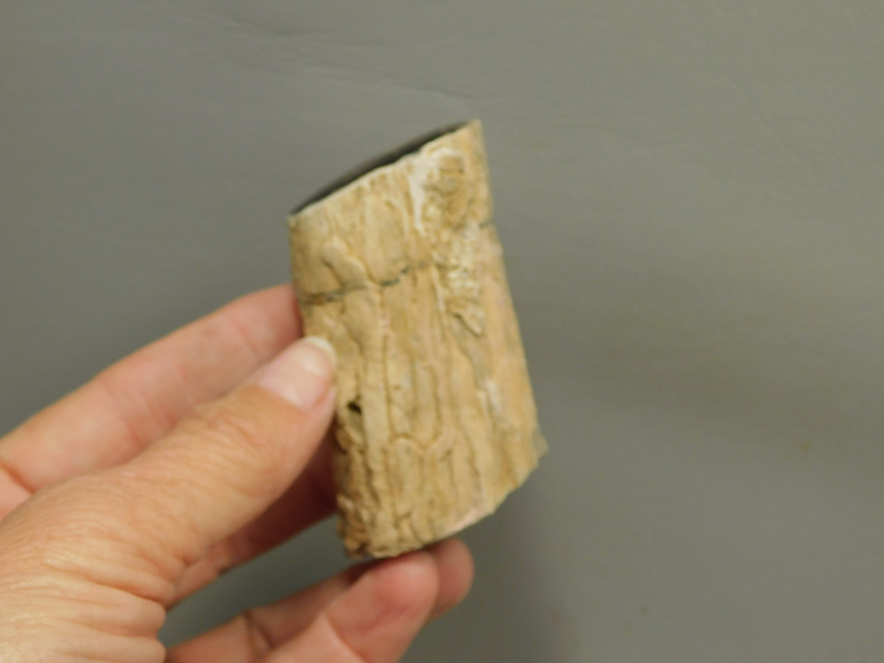 Petrified Wood Polished Limb McDermitt Oregon #OMDO1