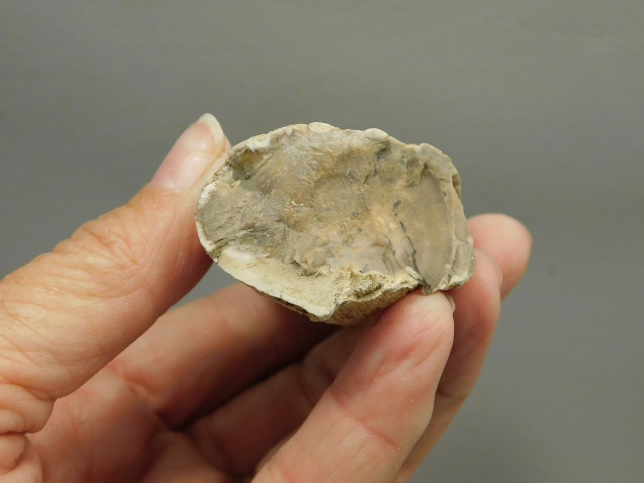 Petrified Wood Polished Limb McDermitt Oregon #OMDO1