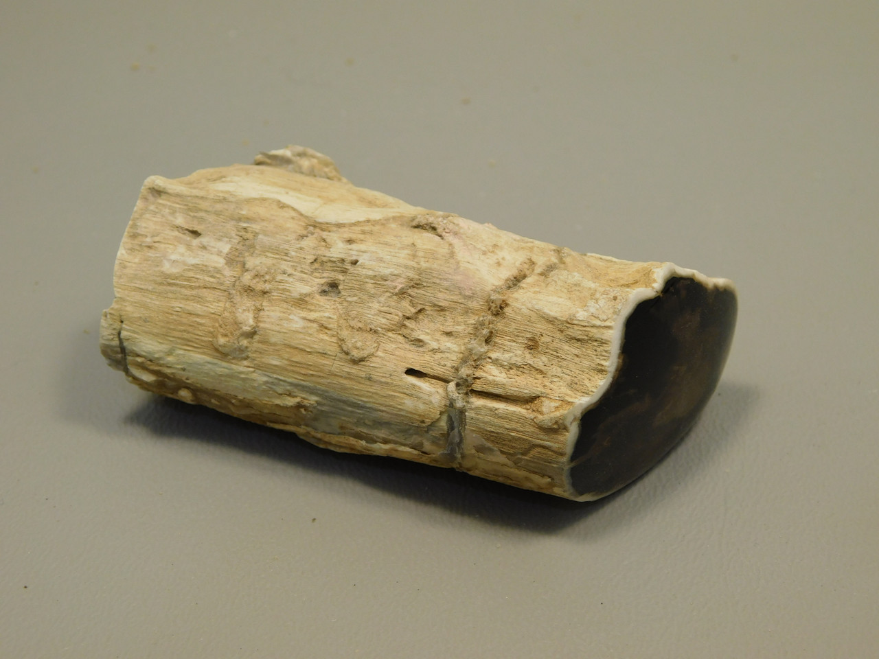 Petrified Wood Polished Limb McDermitt Oregon #OMDO1