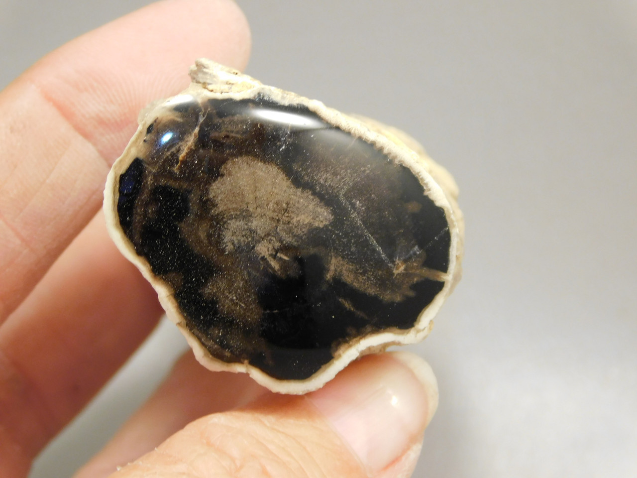 Petrified Wood Polished Limb McDermitt Oregon #OMDO1