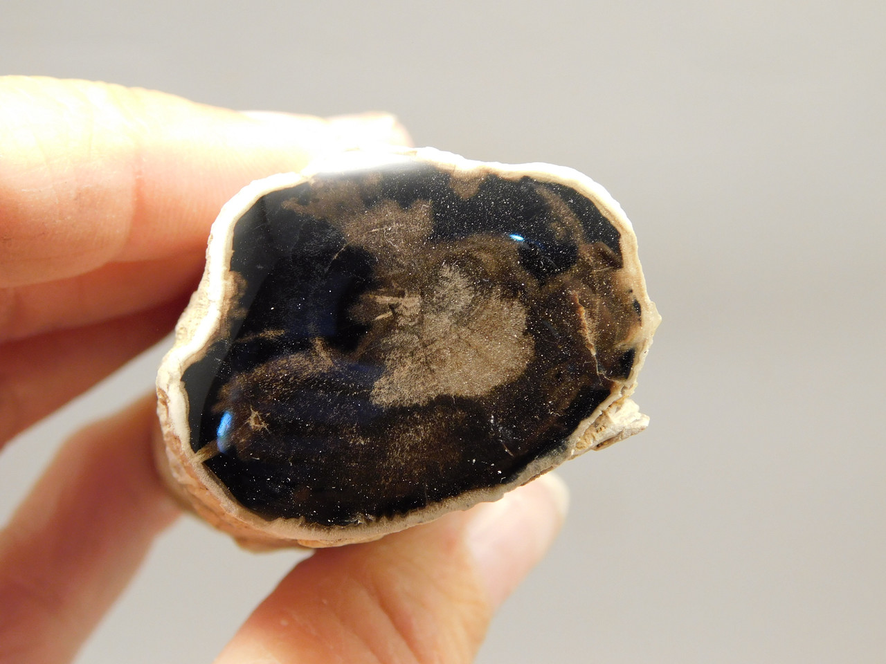 Petrified Wood Polished Limb McDermitt Oregon #OMDO1