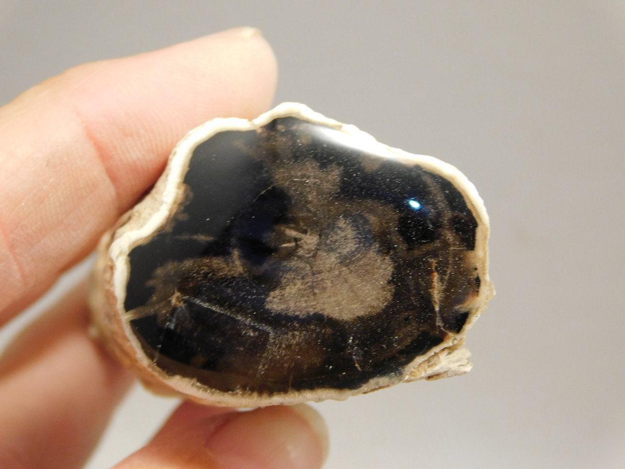 Petrified Wood Polished Limb  McDermitt Oregon #OMDO1