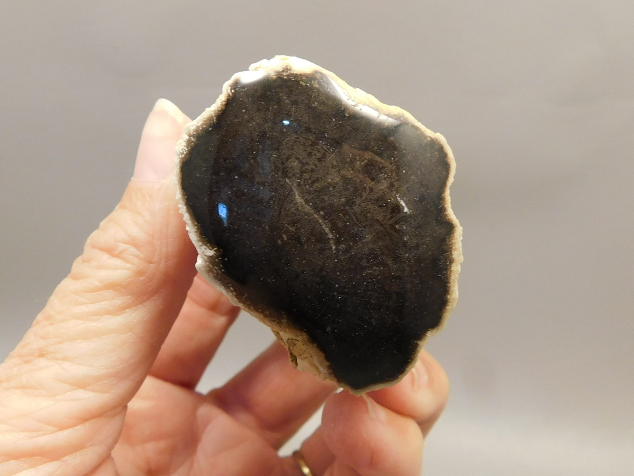 Petrified Wood Polished Limb Snake River Idaho #OSR1