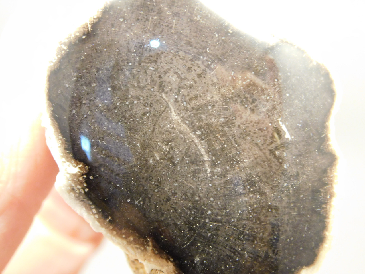 Petrified Wood Polished Limb Snake River Idaho #OSR1