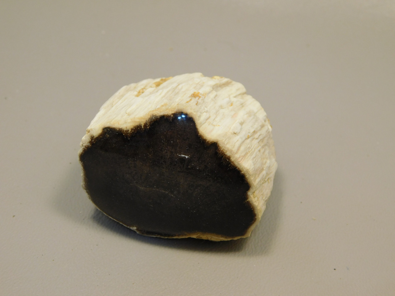 Petrified Wood Polished Limb Snake River Idaho #OSR1