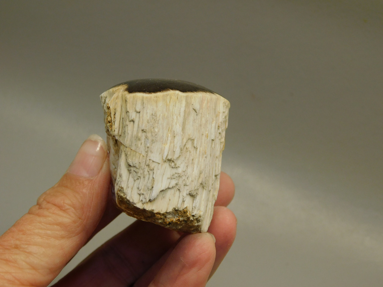 Petrified Wood Polished Limb Snake River Idaho #OSR1