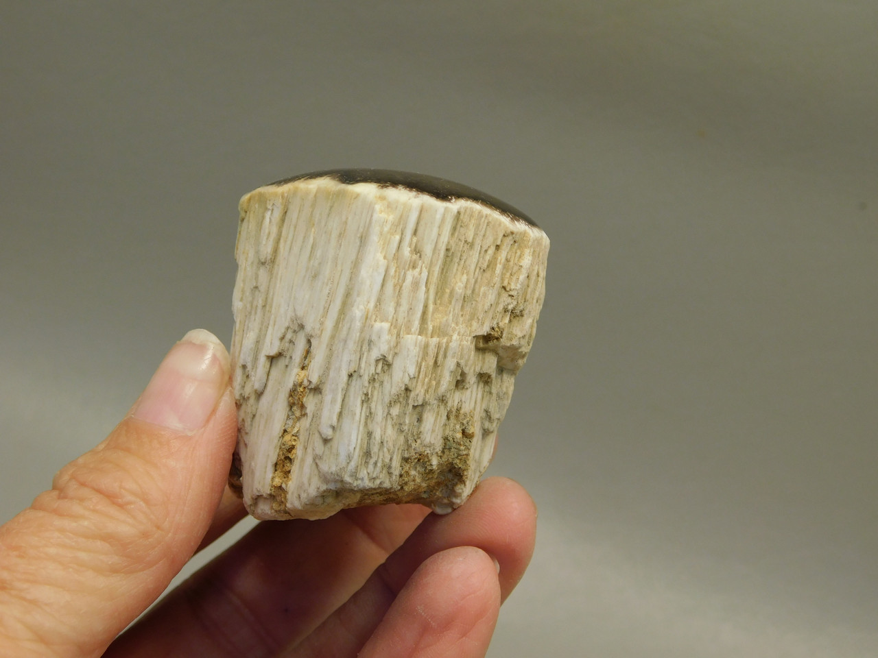 Petrified Wood Polished Limb Snake River Idaho #OSR1