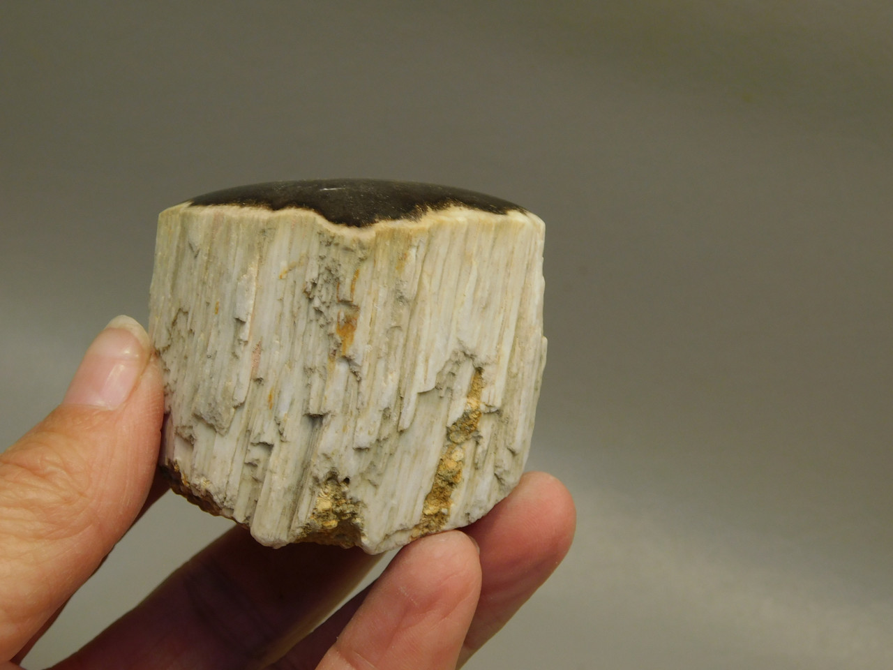 Petrified Wood Polished Limb Snake River Idaho #OSR1