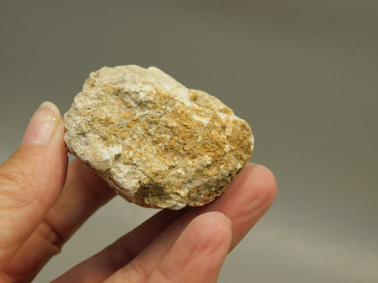 Petrified Wood Polished Limb Snake River Idaho #OSR1