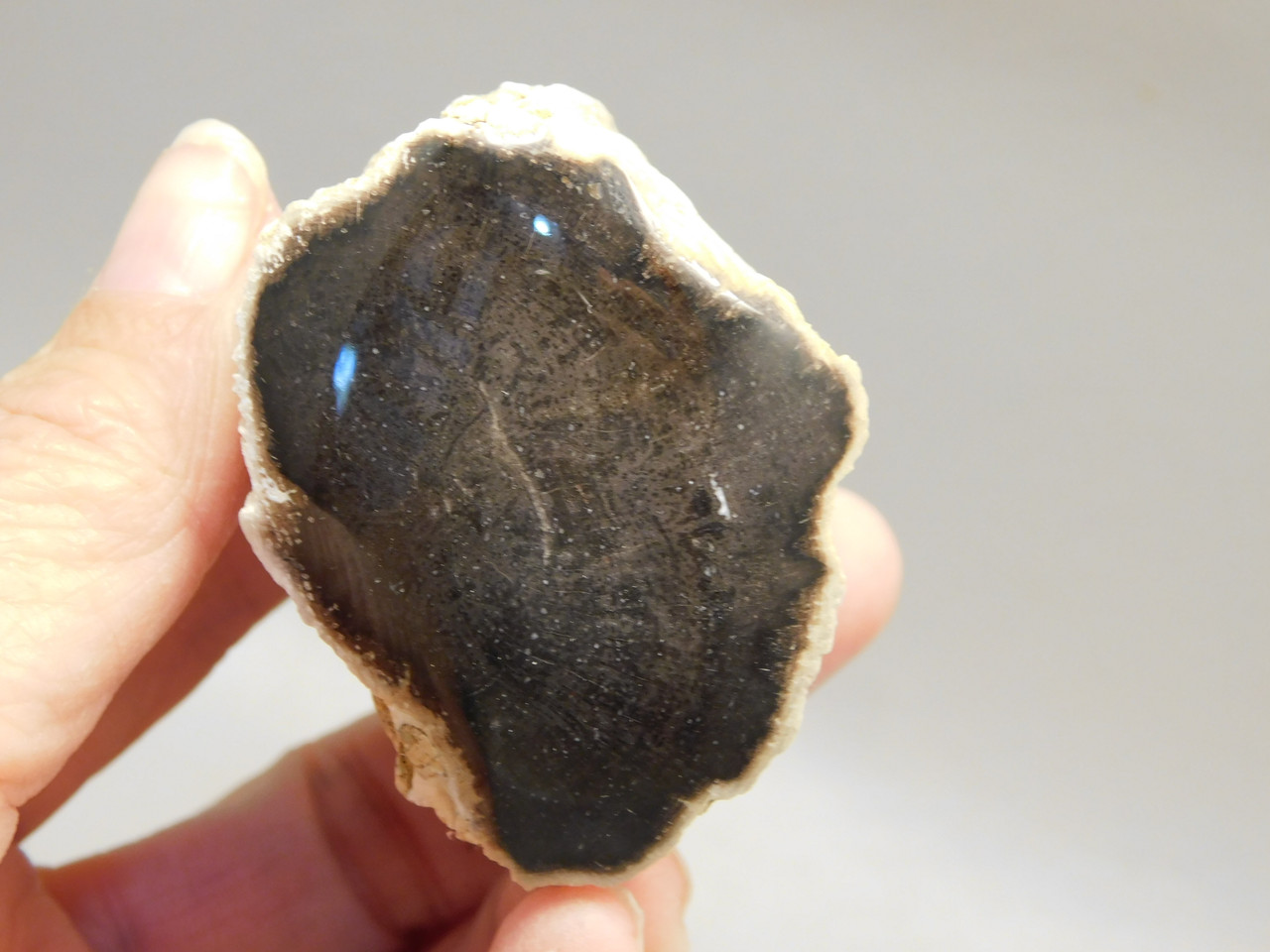 Petrified Wood Polished Limb Snake River Idaho #OSR1