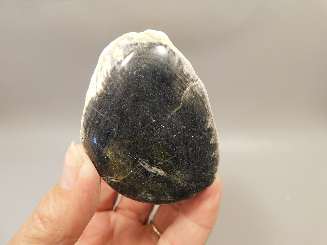 Petrified Wood Black Polished Limb Snake River Idaho #OSR3