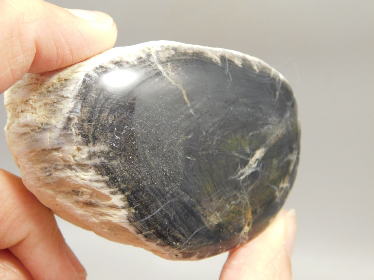 Petrified Wood Black Polished Limb Snake River Idaho #OSR3