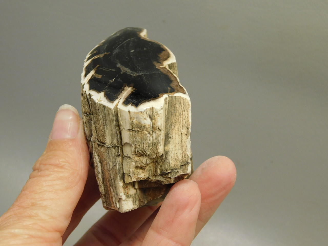 Petrified Wood Polished Limb Bruneau Woodpile Idaho #OBWO2