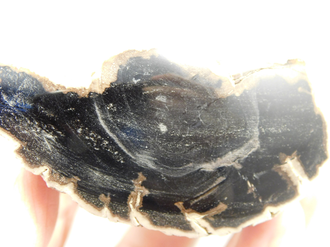 Petrified Wood Polished Limb Bruneau Woodpile Idaho #OBWO2