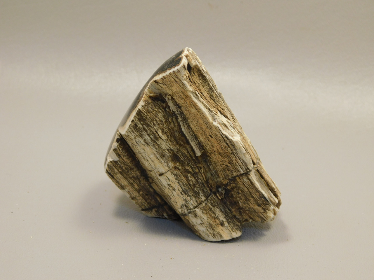 Petrified Wood Polished Limb Bruneau Woodpile Idaho #OBWO2