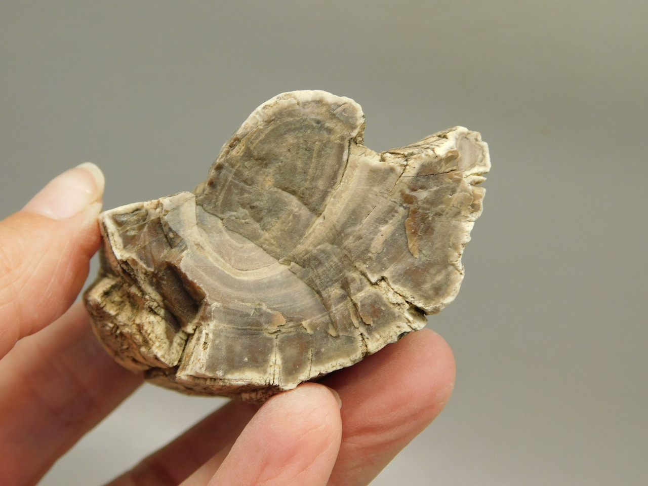 Petrified Wood Polished Limb Bruneau Woodpile Idaho #OBWO2