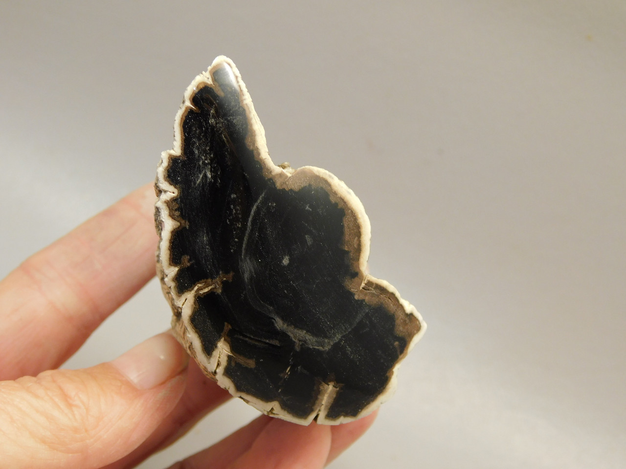 Petrified Wood Polished Limb Bruneau Woodpile Idaho #OBWO2