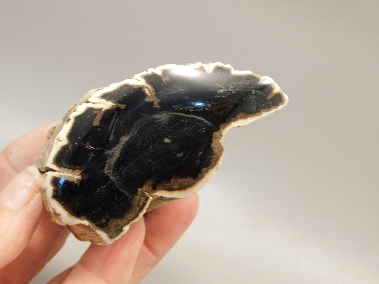 Petrified Wood Polished Limb Bruneau Woodpile Idaho #OBWO2