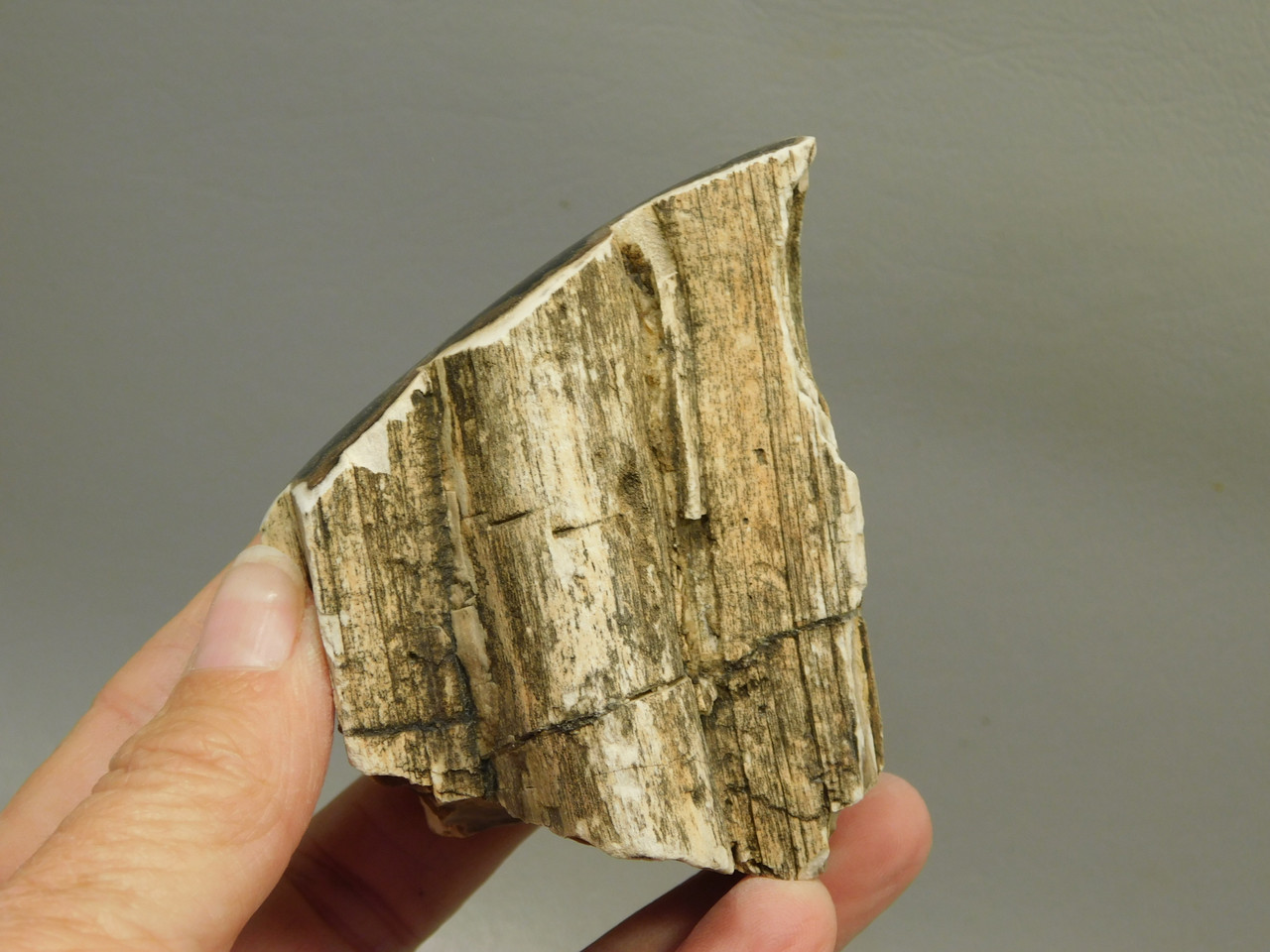 Petrified Wood Polished Limb Bruneau Woodpile Idaho #OBWO2