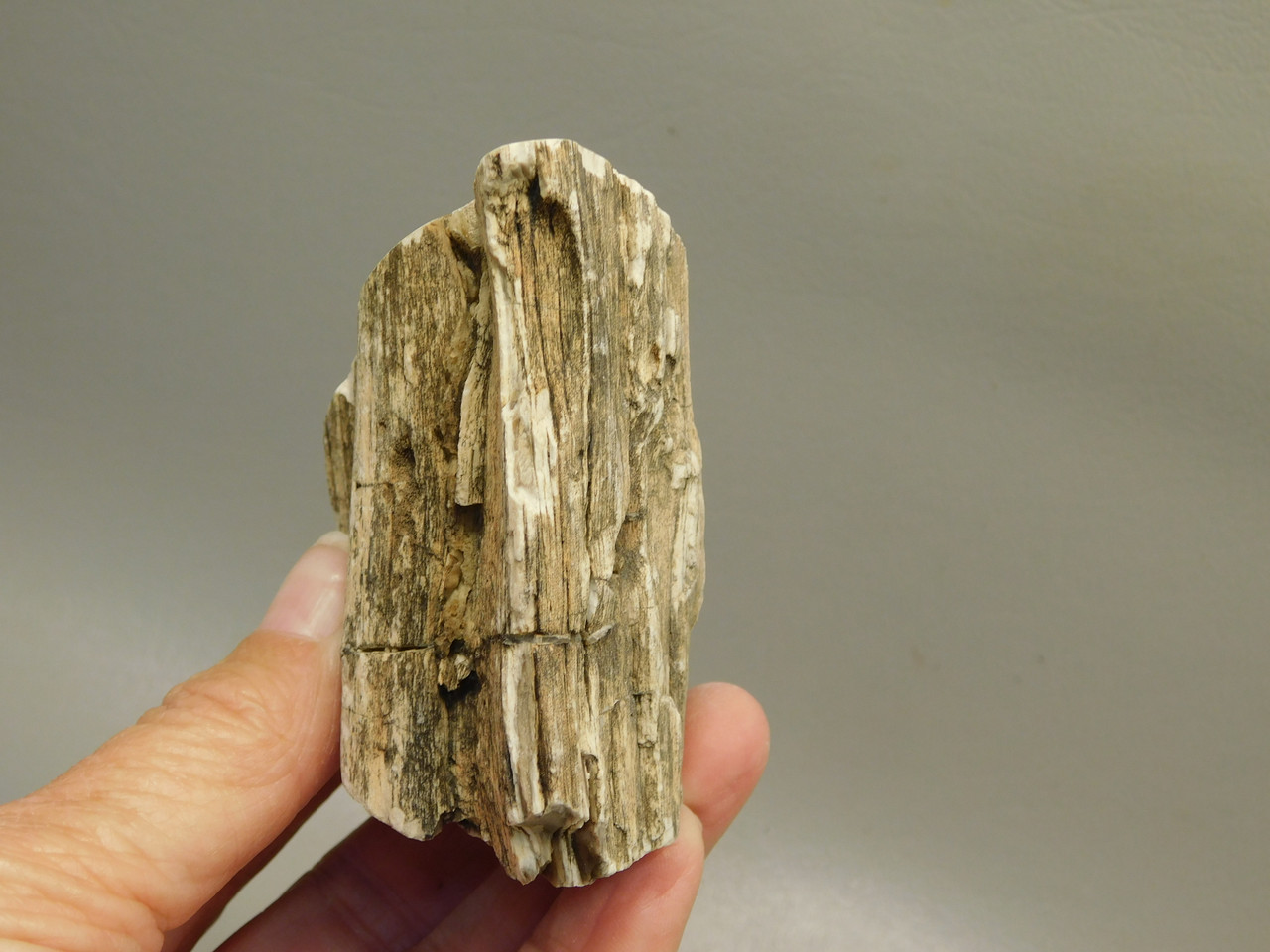 Petrified Wood Polished Limb Bruneau Woodpile Idaho #OBWO2