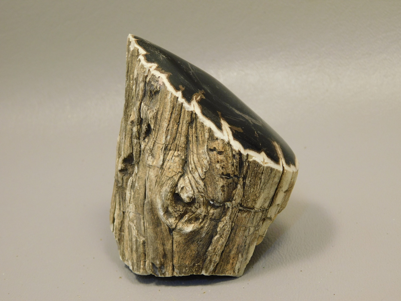 Petrified Wood Polished Limb Bruneau Woodpile Idaho #OBWO2