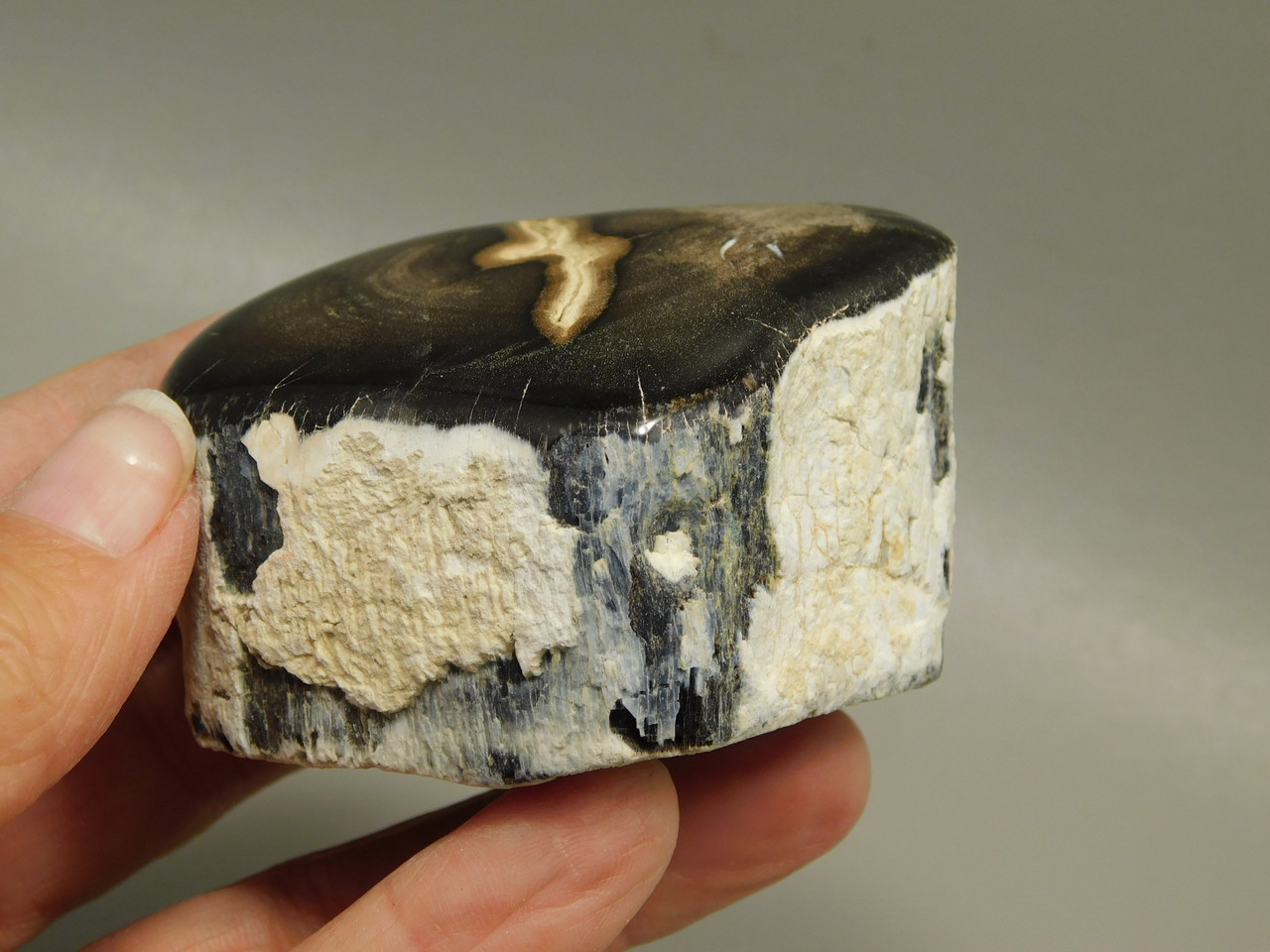 Petrified Wood Polished Limb McDermitt Oregon #OMDO2