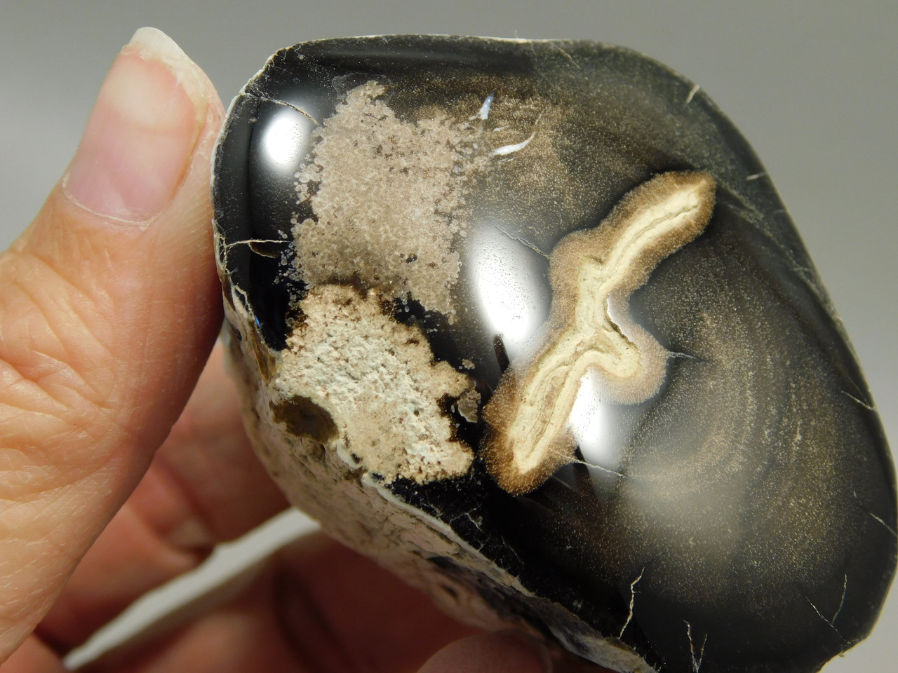 Petrified Wood Polished Limb McDermitt Oregon #OMDO2