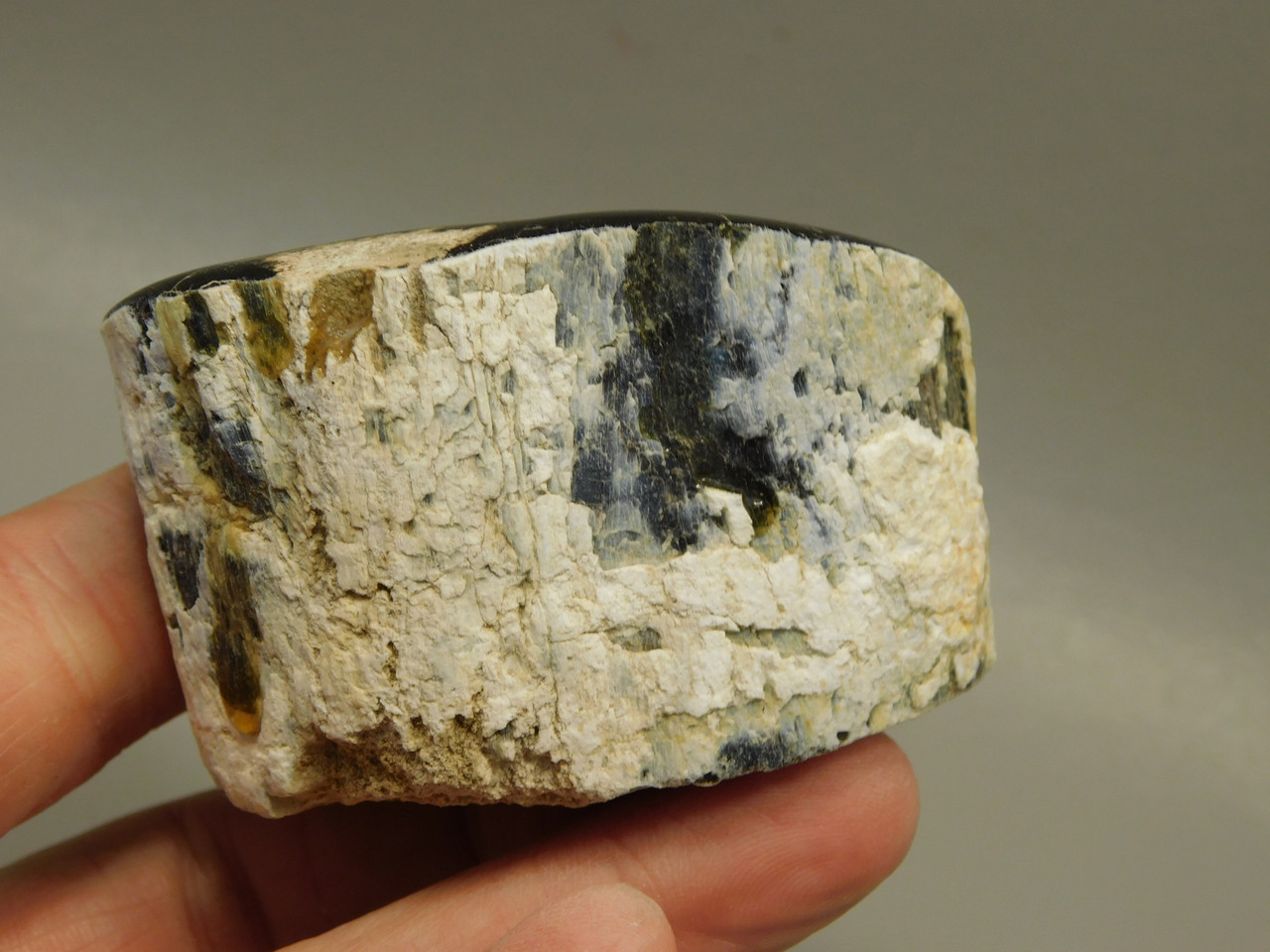 Petrified Wood Polished Limb McDermitt Oregon #OMDO2